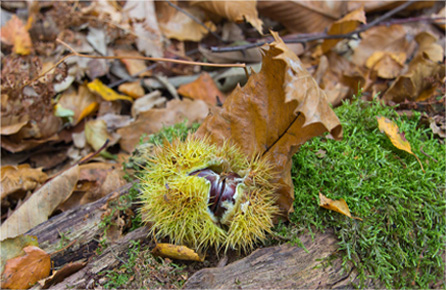 攻击网站在线工具